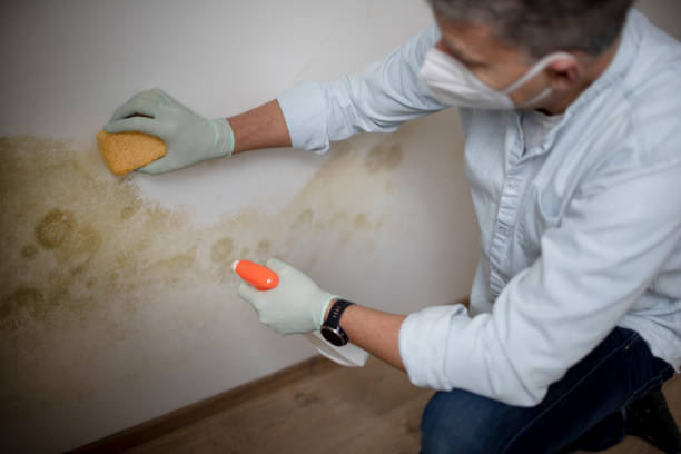 Best Commercial Mold Remediation in Hayward, WI
