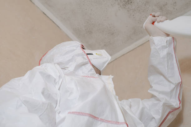 Best Basement Mold Remediation in Hayward, WI