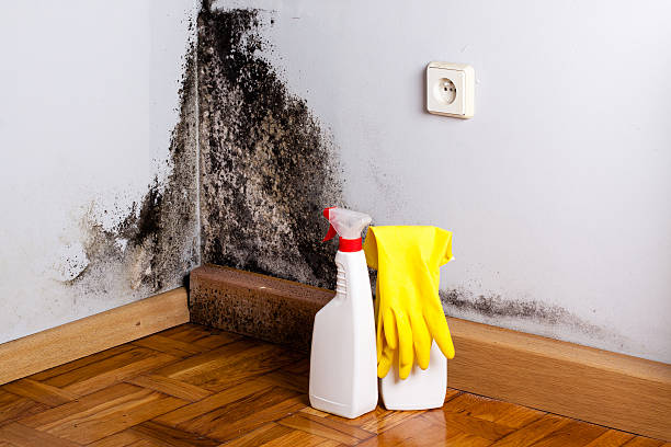 Best Crawl Space Mold Remediation in Hayward, WI