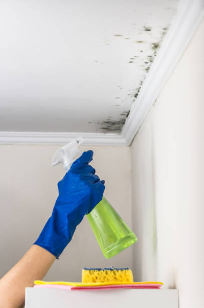 Best Emergency Mold Remediation in Hayward, WI
